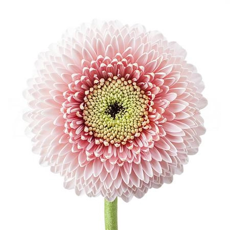 Gerbera pomponi belfi