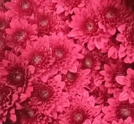 Chrysanthemum spray thalys