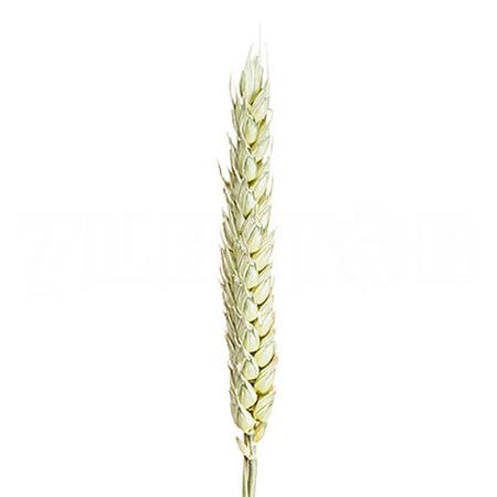 Triticum dry aestivum