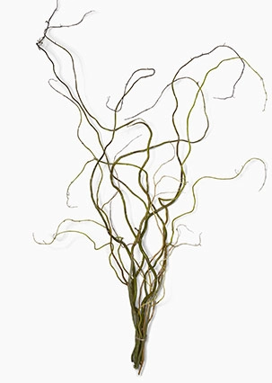 Salix matsudana | Wholesale flowers, plants and supplies Salix matsudana