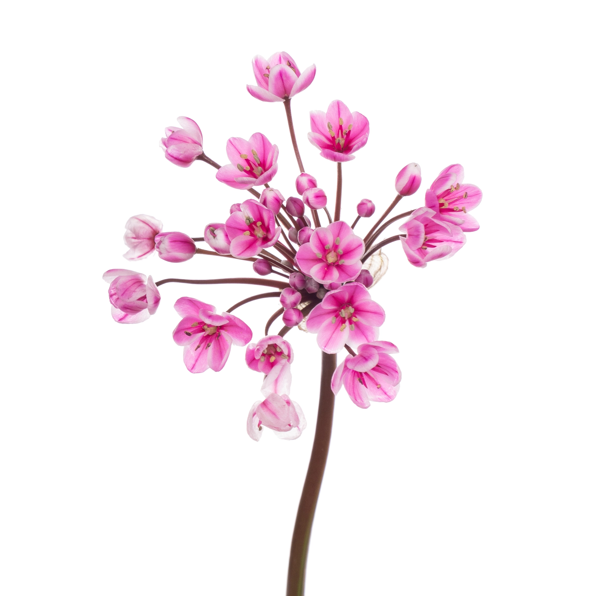 Allium tinted neopolitanum pink