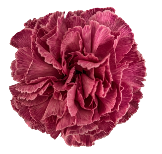 Carnation tinted lipstick