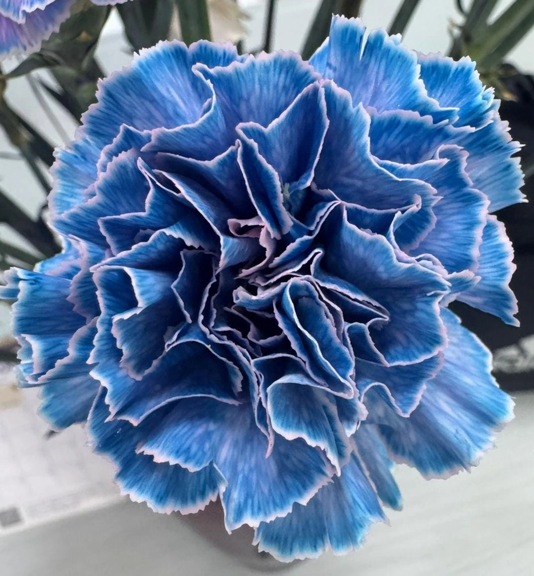 Carnation tinted blue rain