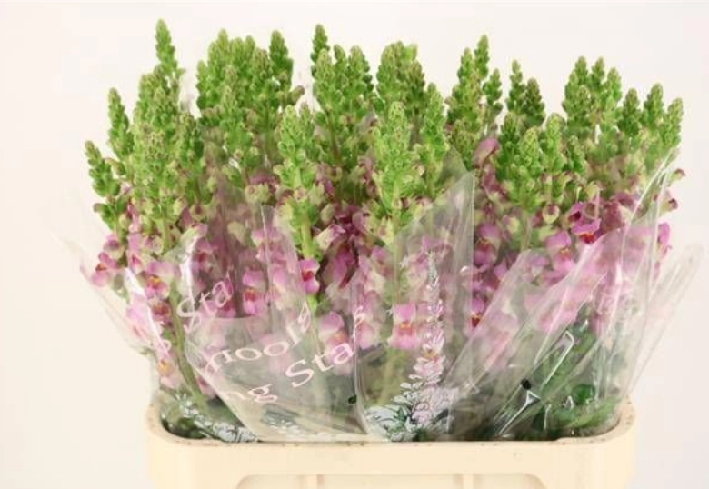 Antirrhinum 2 tone