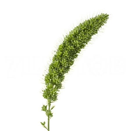 Setaria italica