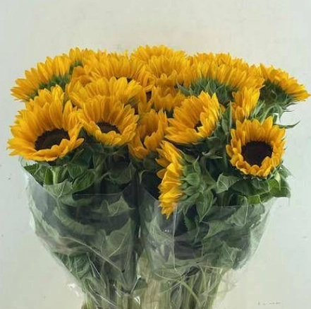 Helianthus vincents tangy