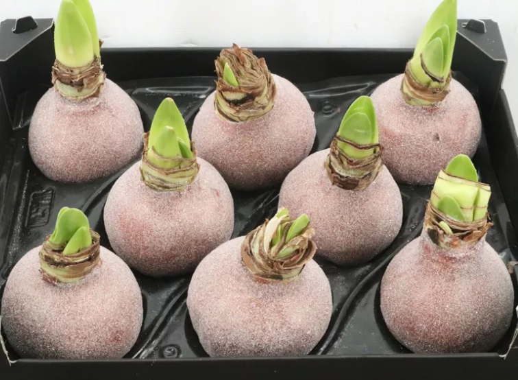 Wax hippeastrum glitter koper