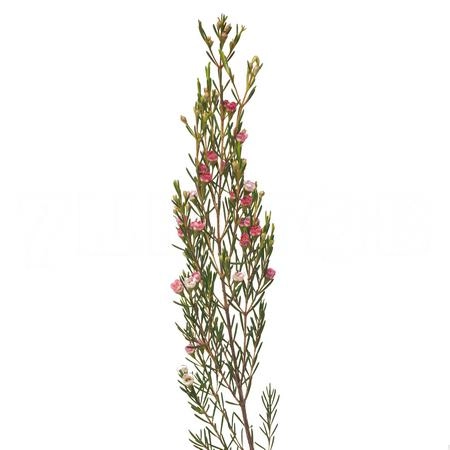 Chamelaucium my sweet 16