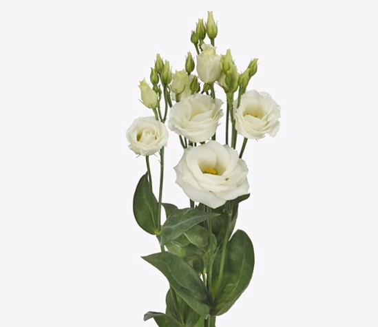 Eustoma double rosita white