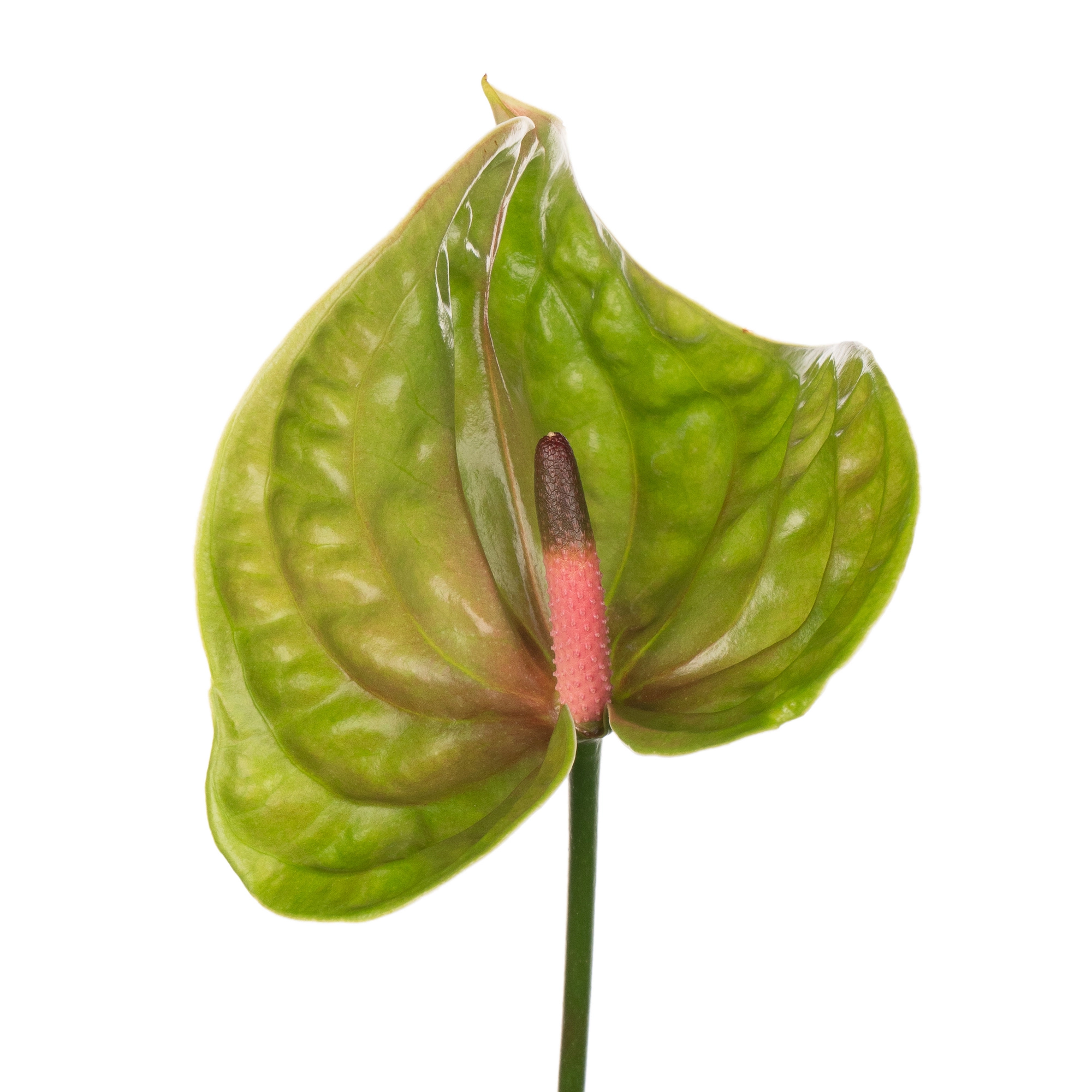 Anthurium pistache