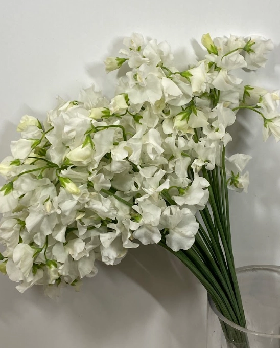 Lathyrus odoratus wedding