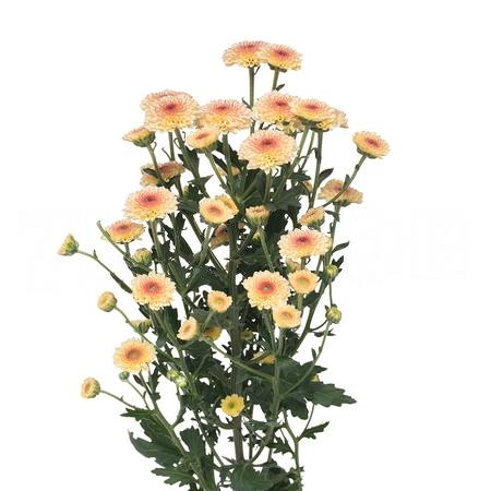 Chrysanthemum santini calimero apricot