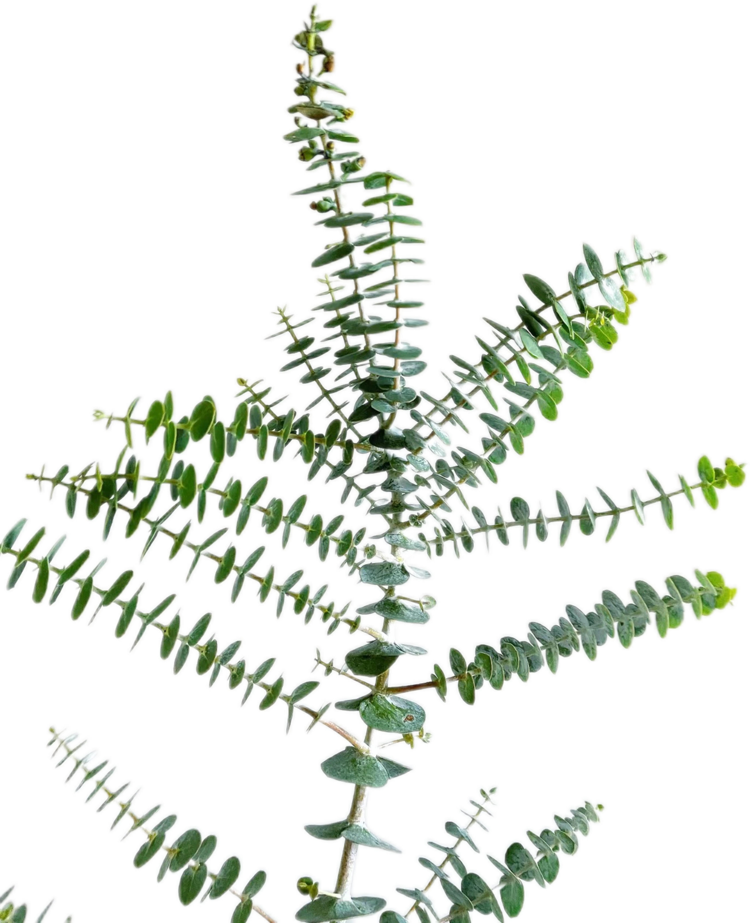 Blad Eucalyptus sprаy baby blue green | Wholesale flowers, plants and supplies Blad Eucalyptus sprаy baby blue green