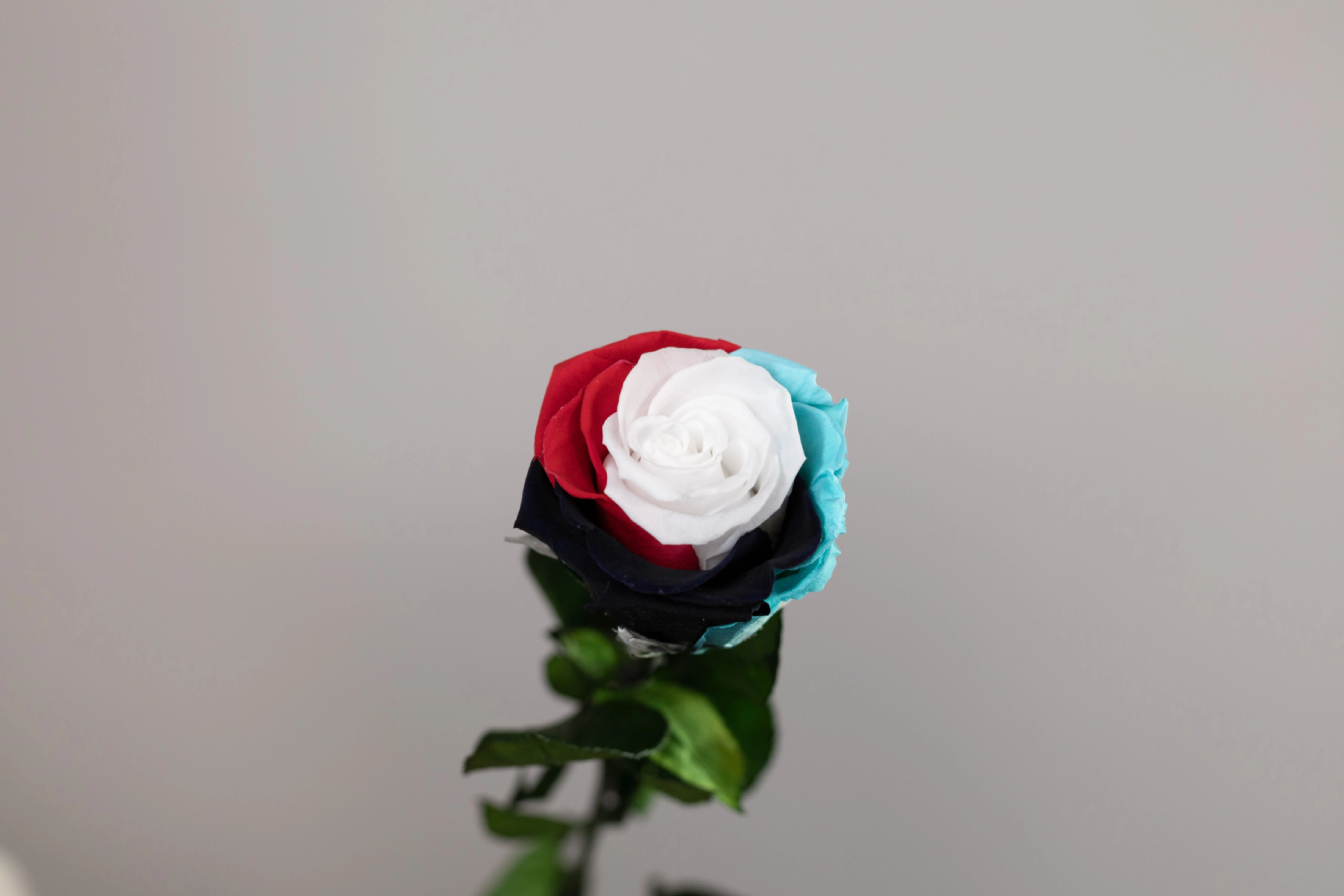 Rose preserved flag uae with stem | Wholesale flowers, plants and supplies Rose preserved flag uae with stem