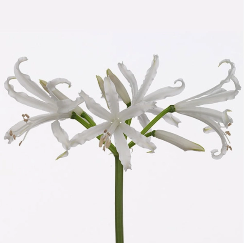 Nerine bianca-linja