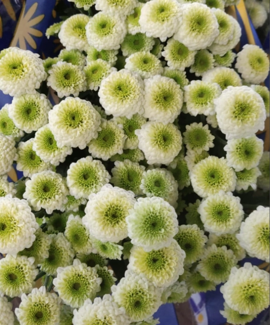Chrysanthemum santini candy crush