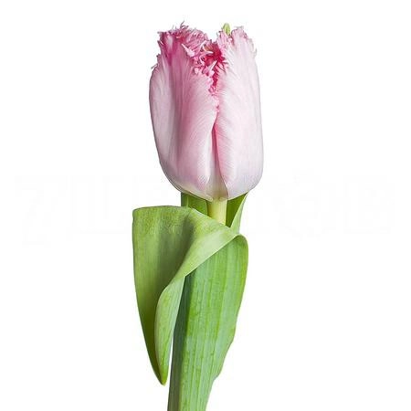 Tulip fringed santander