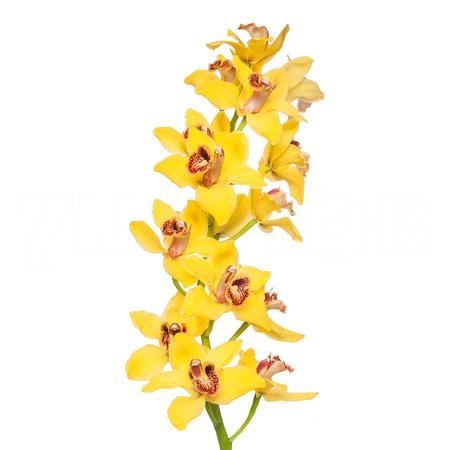 Cymbidium nevada