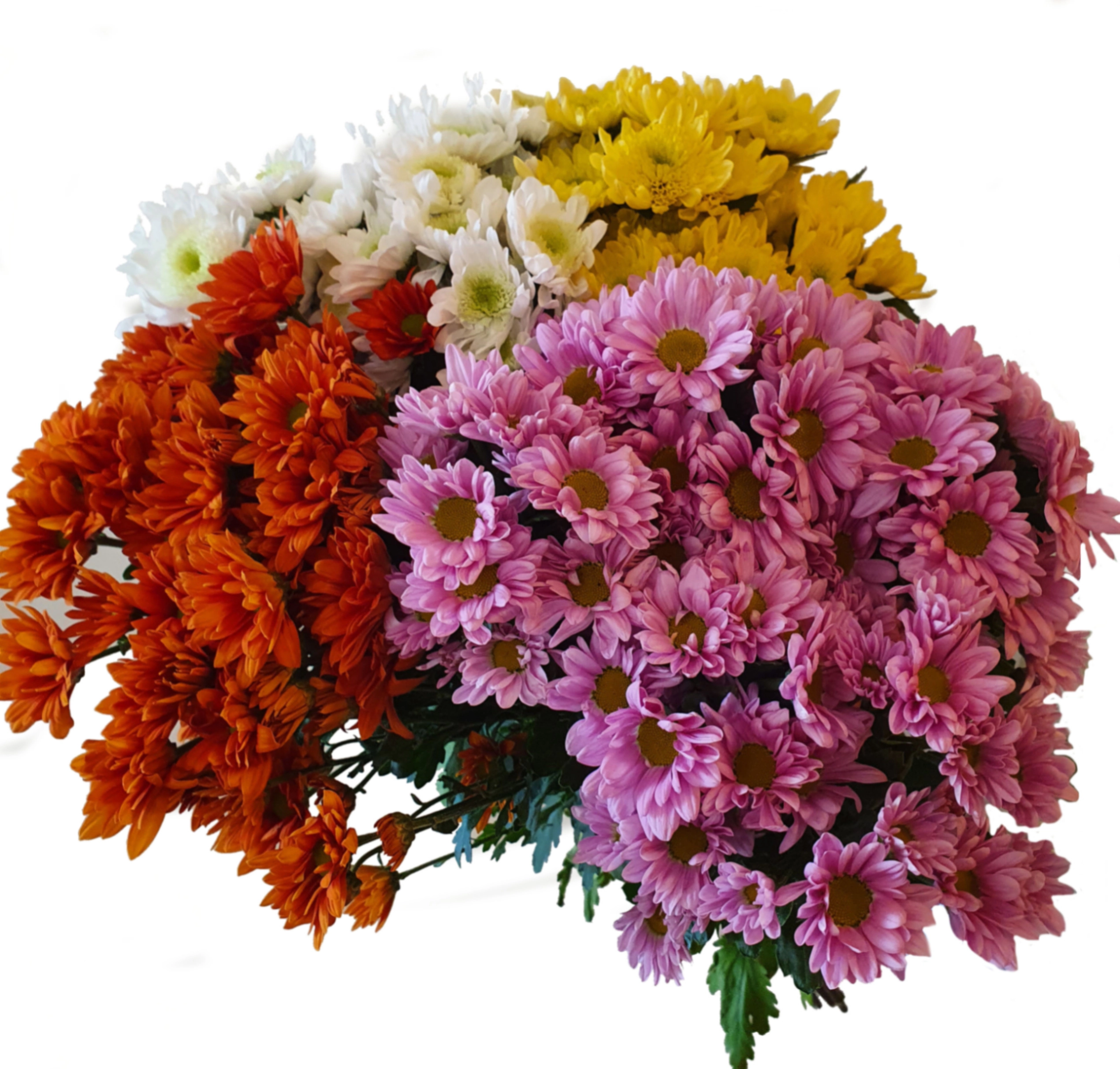 Chrysanthemum spray mix | Wholesale flowers, plants and supplies Chrysanthemum spray mix
