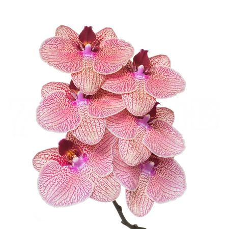 Phalaenopsis yellow-stripped