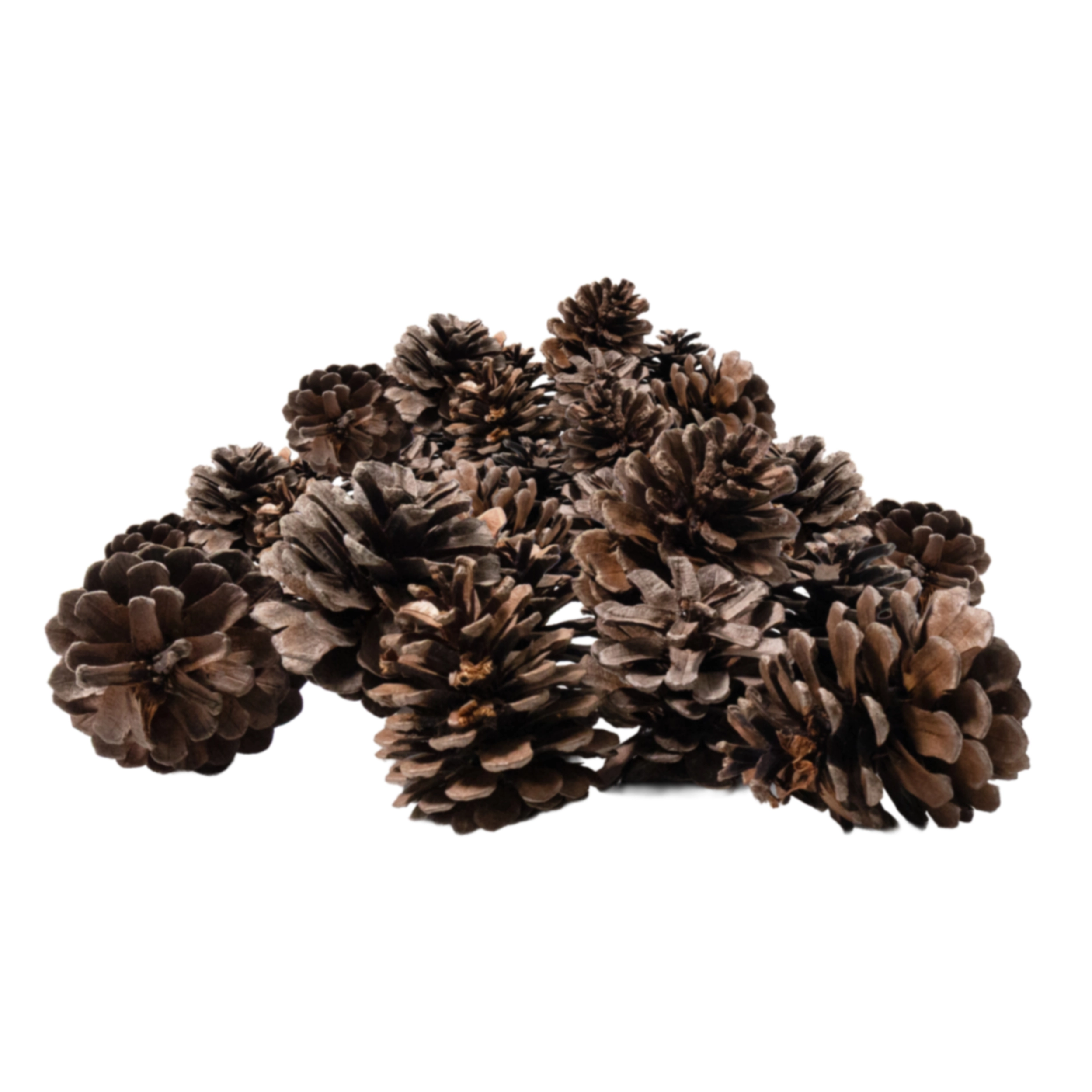 Pine cones, 10 pcs