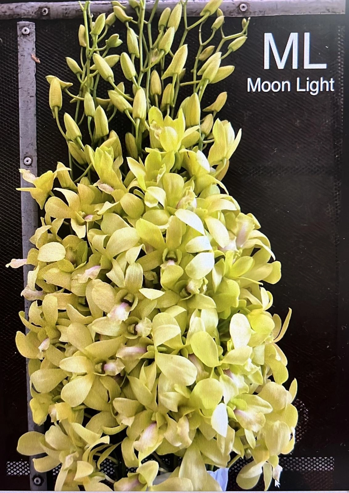 Dendrobium moonlight | Wholesale flowers, plants and supplies Dendrobium moonlight