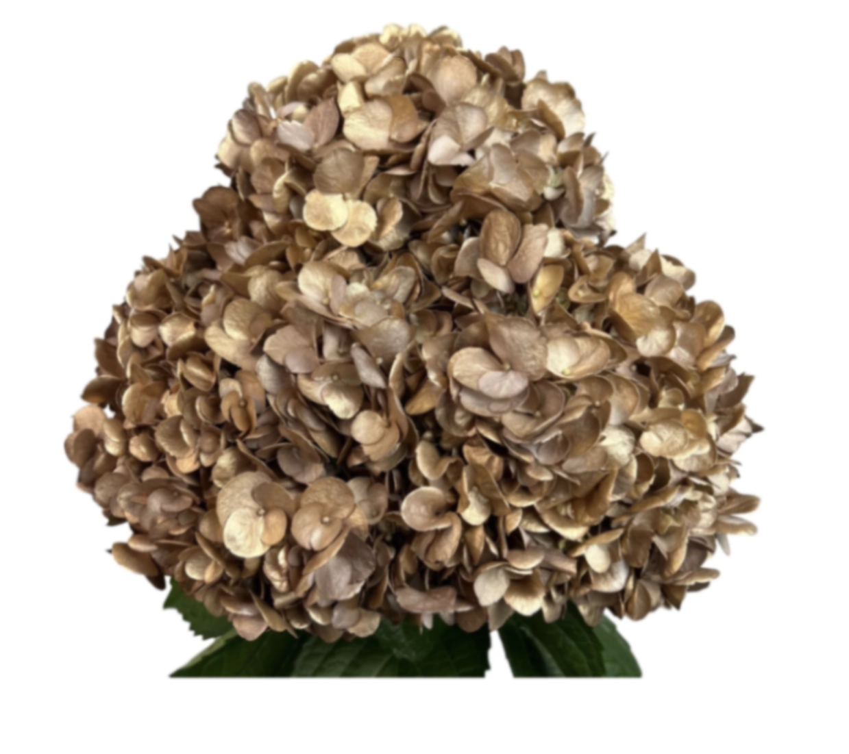 Hydrangea jumbo golden truffle