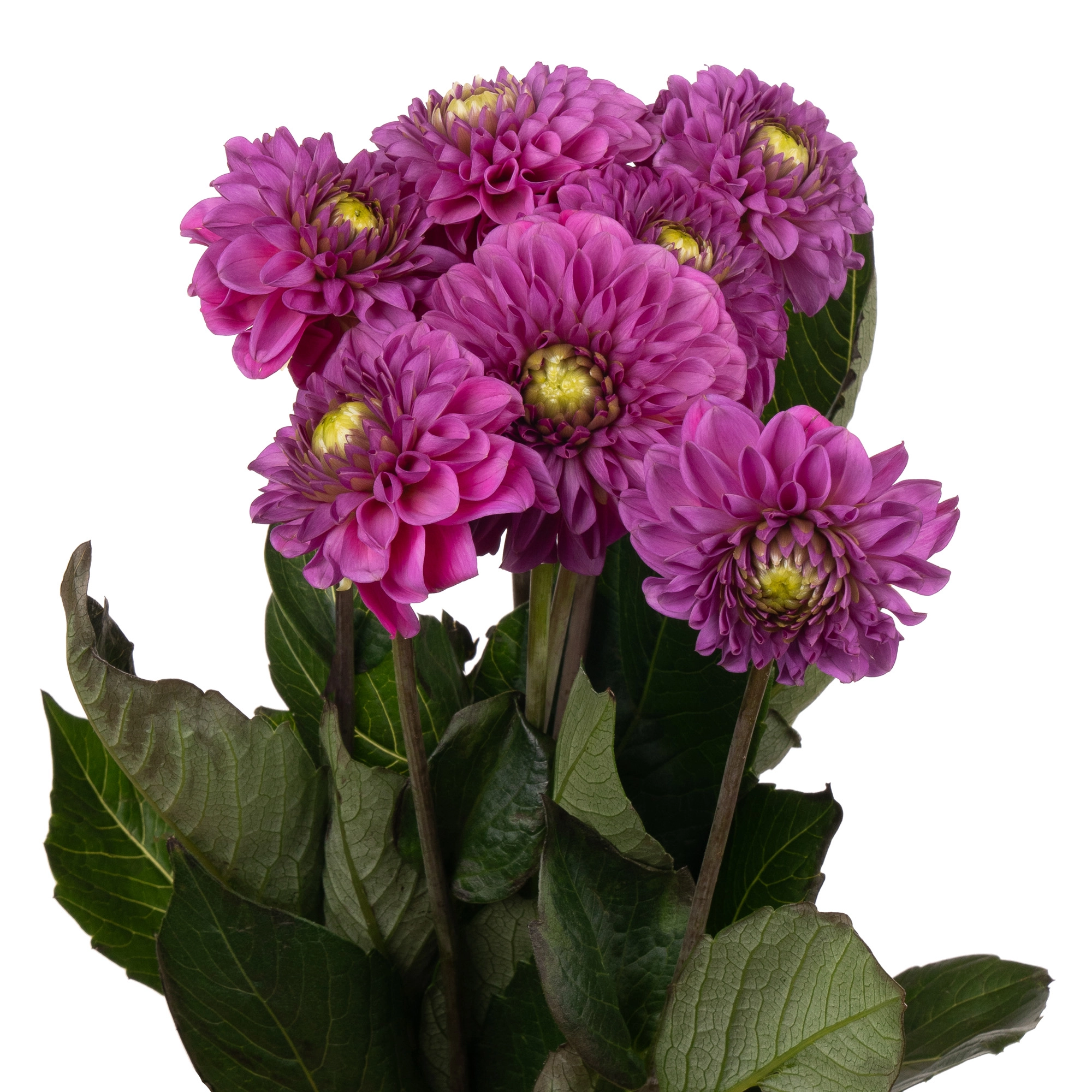 Dahlia purple fox