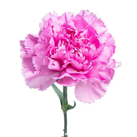 Carnation birmania