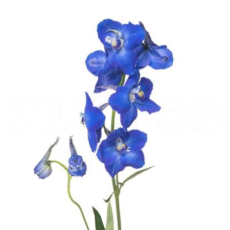 Delphinium atlantis