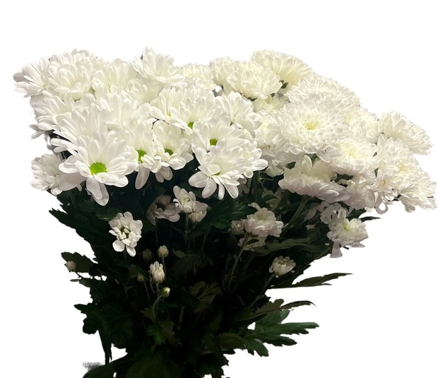 Chrysanthemum spray white