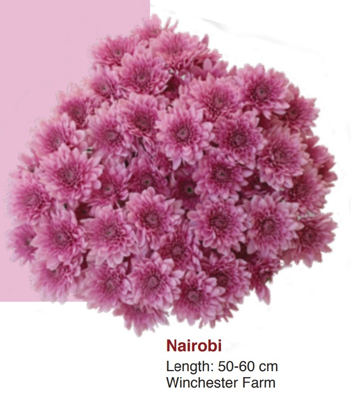 Chrysanthemum spray nairobi | Wholesale flowers, plants and supplies Chrysanthemum spray nairobi