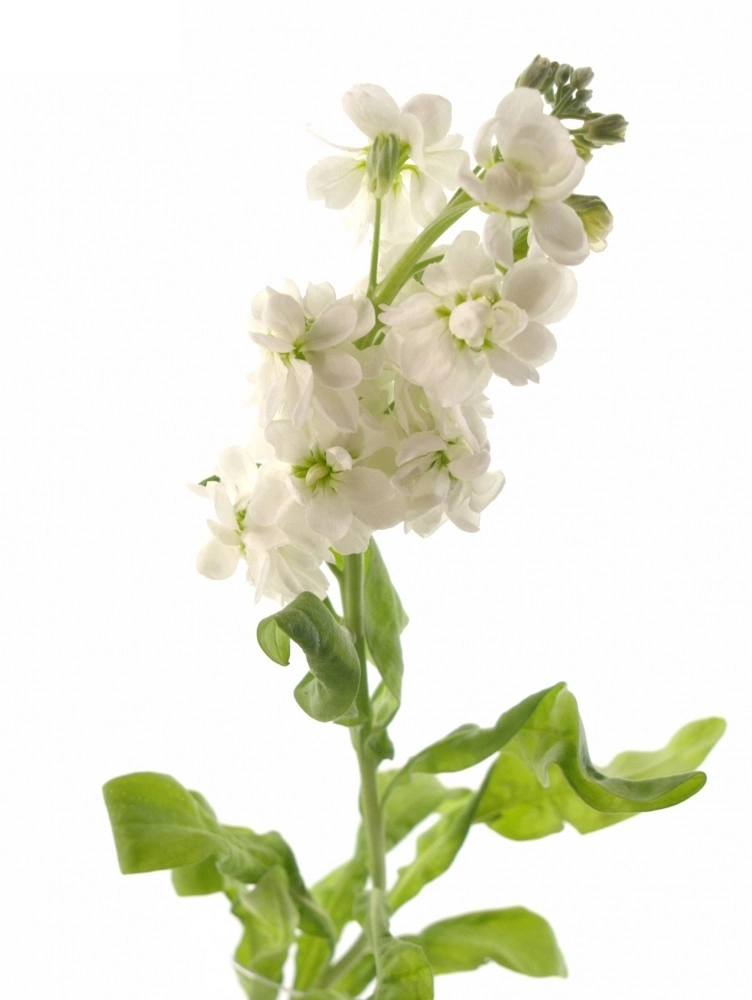 Matthiola aida
