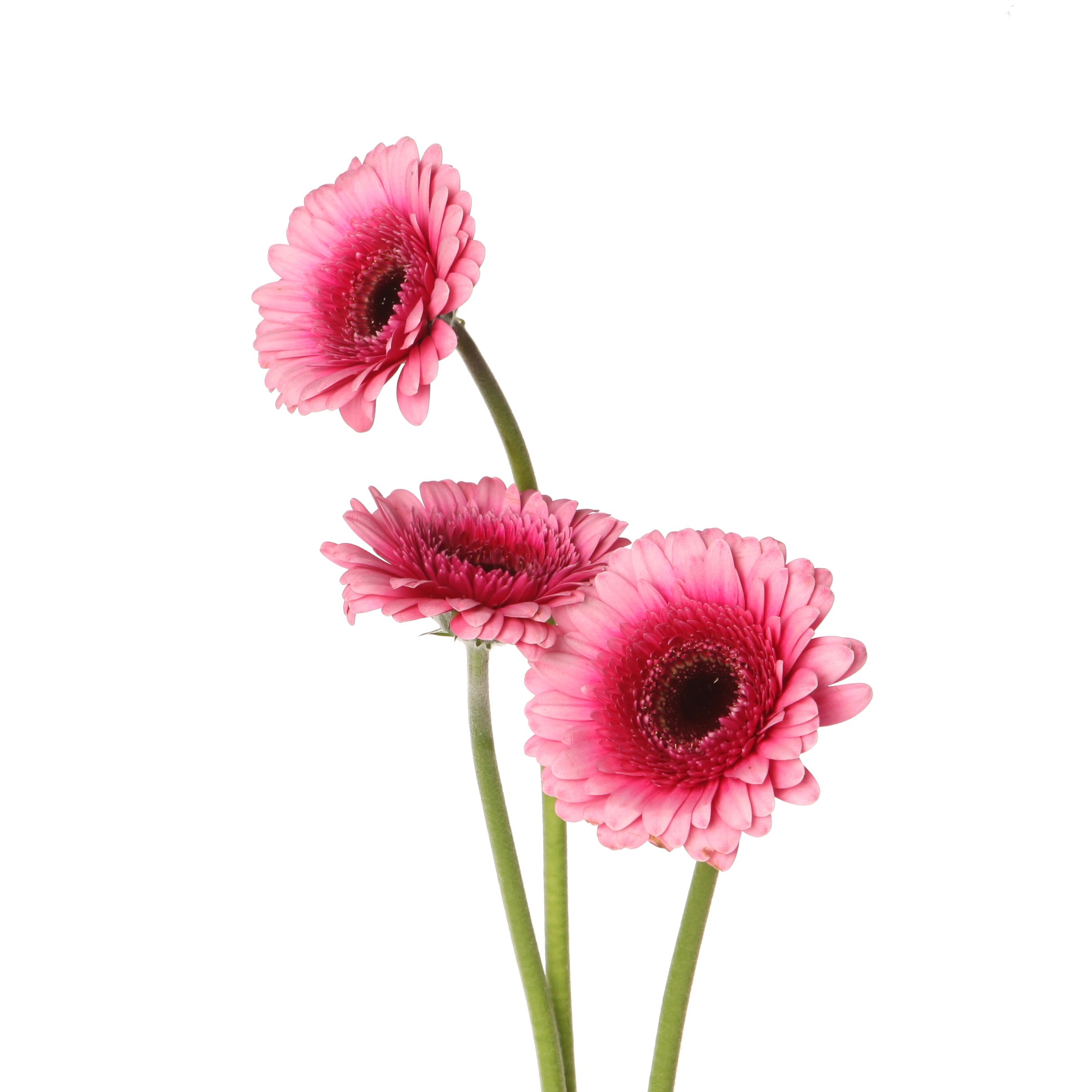 Gerbera mini isabelle