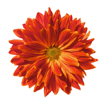 Chrysanthemum fantail