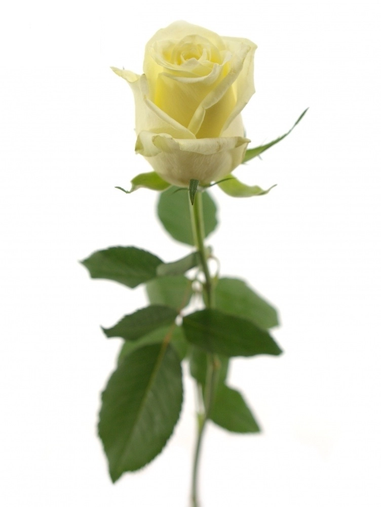Rose magadi+