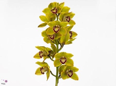 Cymbidium sparkle polychrome