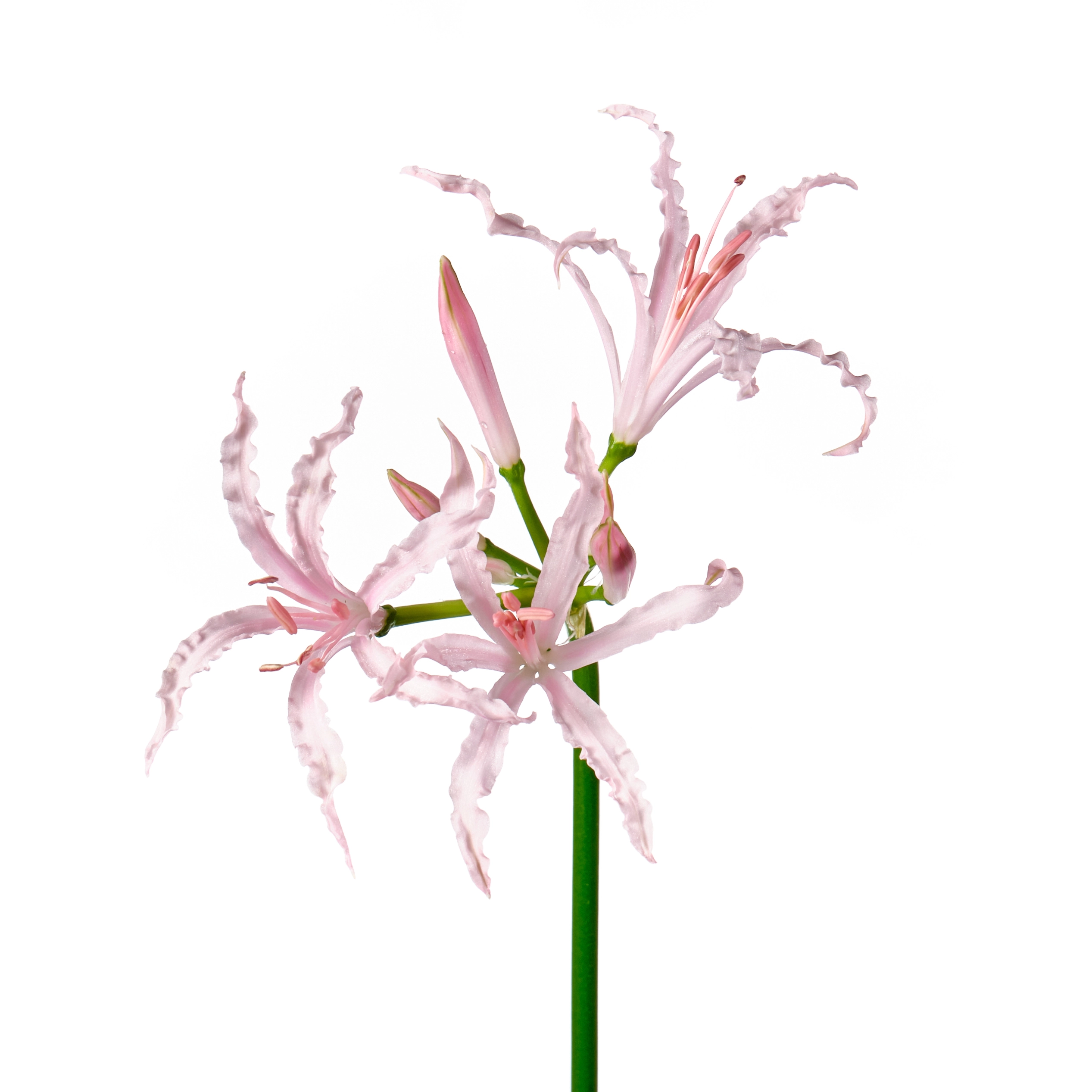 Nerine boudeny vesta