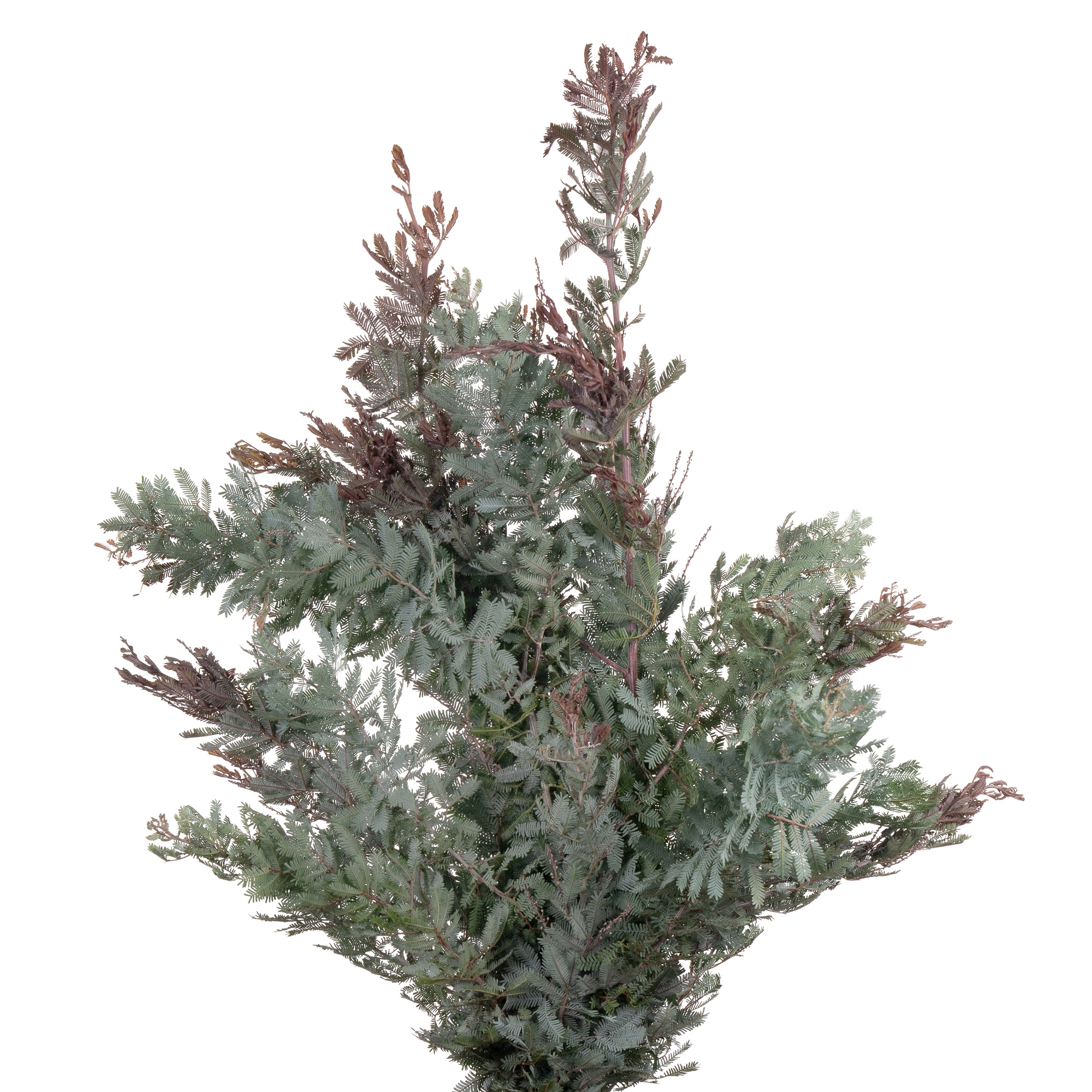 Mimosa baleyana | Wholesale flowers, plants and supplies Mimosa baleyana