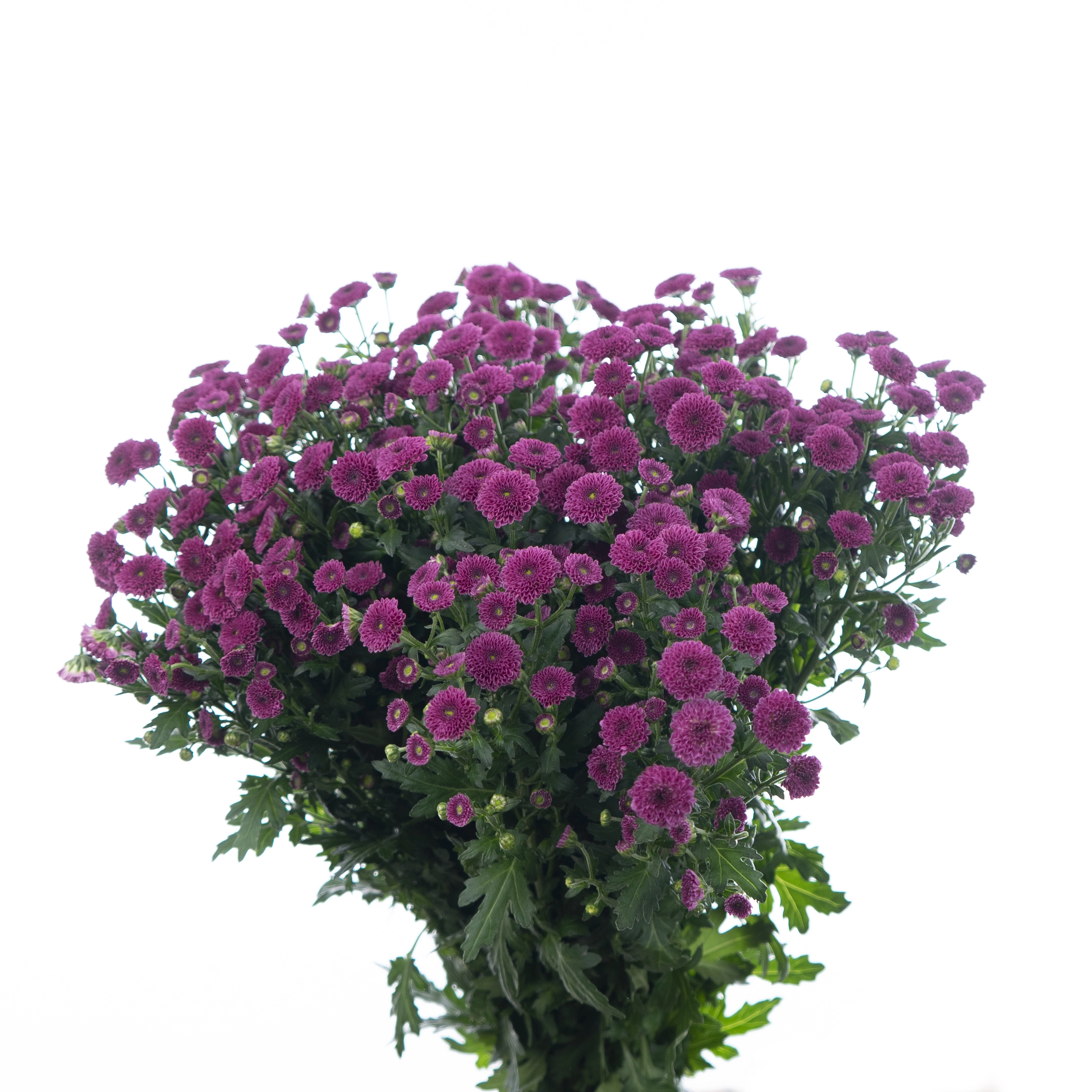 Chrysanthemum santini calimero dark pink