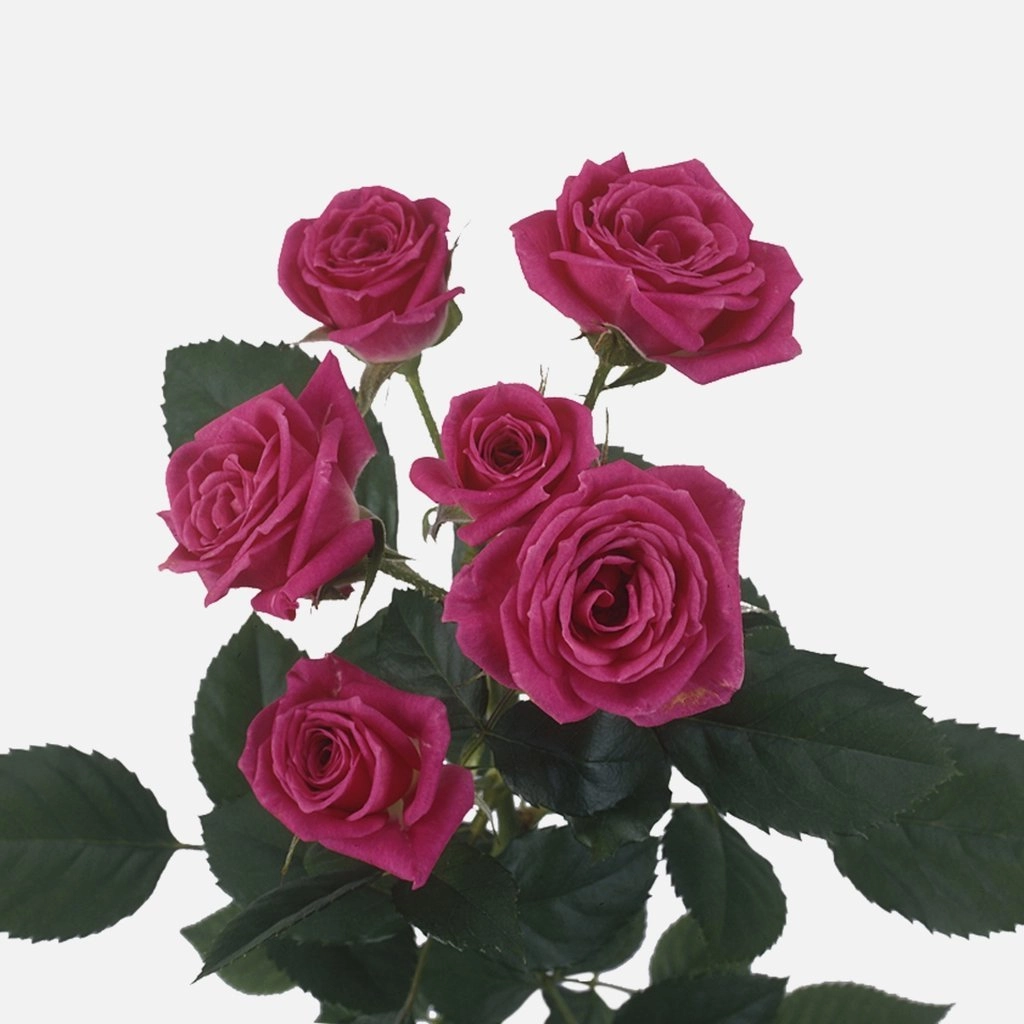 Rose spray lovely lydia | Wholesale flowers, plants and supplies Rose spray lovely lydia