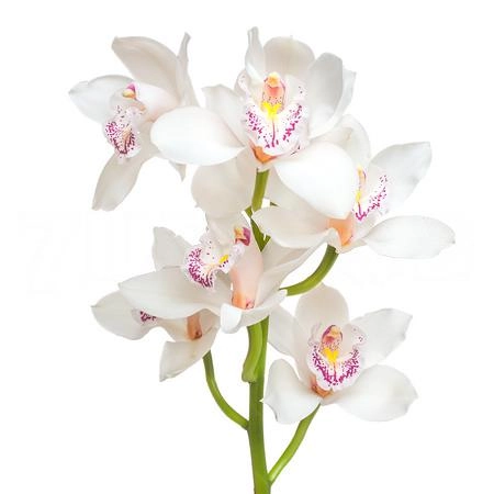 Cymbidium silver