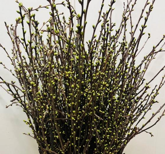 Prunus plum blossom