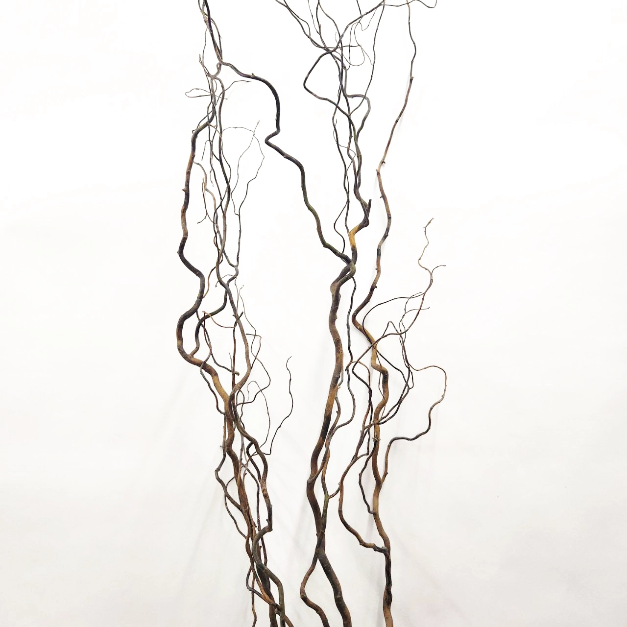 Salix tortuosa | Wholesale flowers, plants and supplies Salix tortuosa