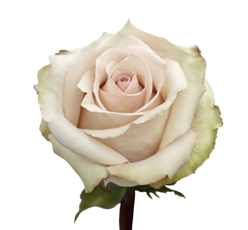 Rose paladio | Wholesale flowers, plants and supplies Rose paladio