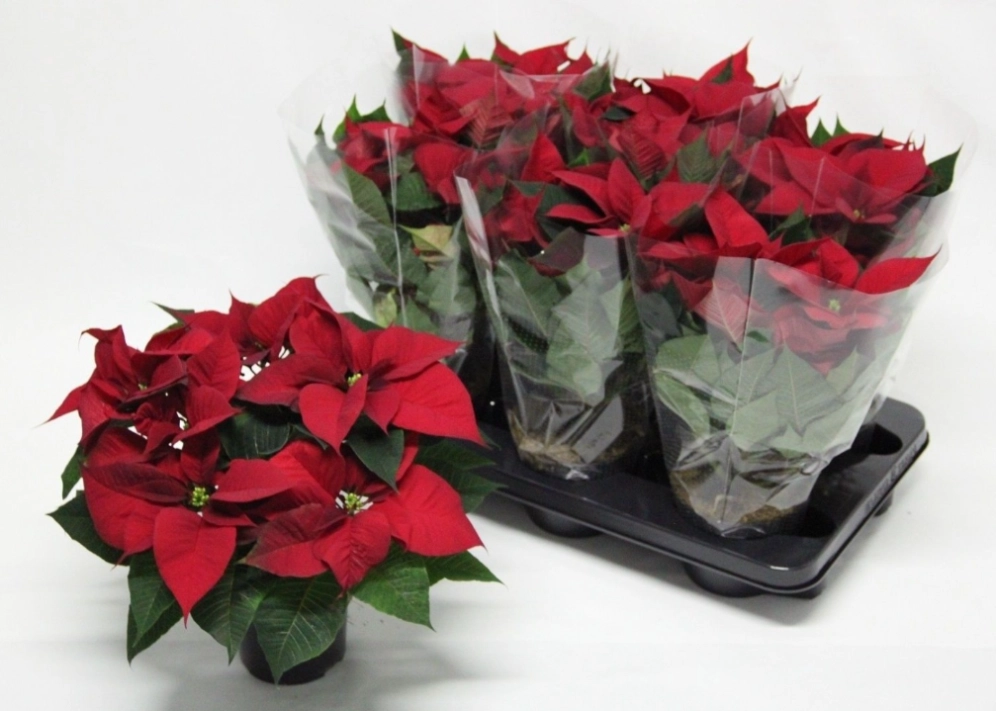 Poinsettia christmas univers