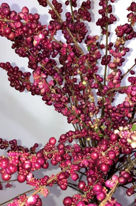Symphoricarpos wild one | Wholesale flowers, plants and supplies Symphoricarpos wild one