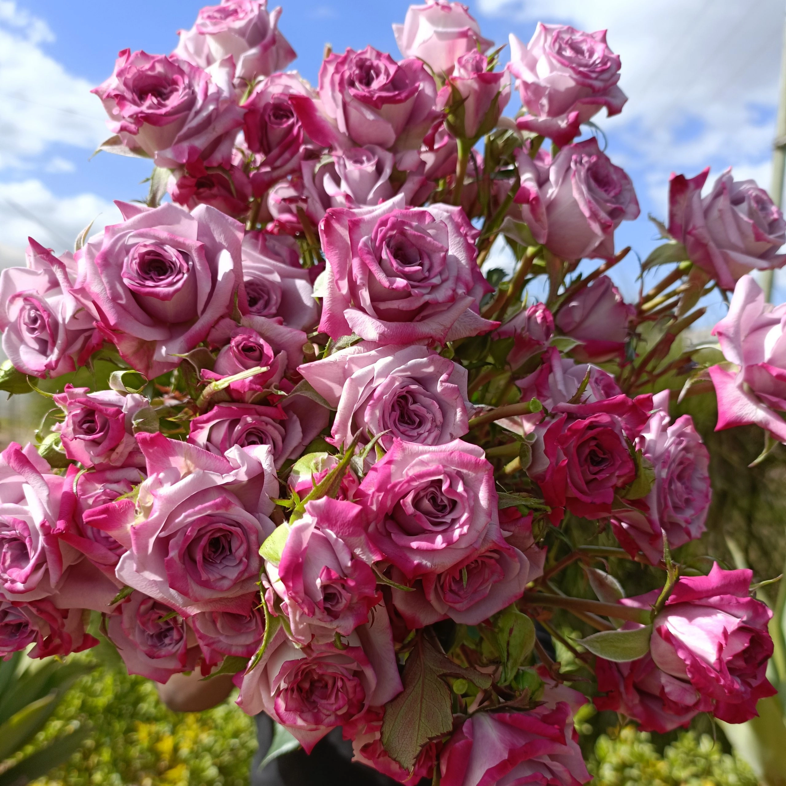 Rose spray ocean mikado