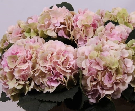 Hydrangea verena classic pink