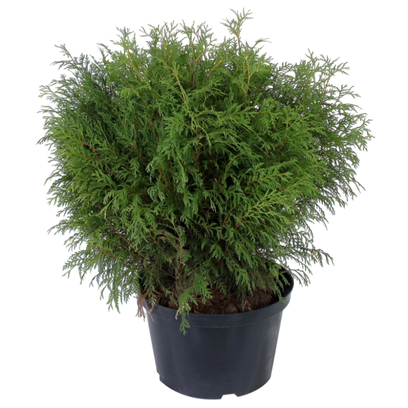 Seagrass baskets D37xH36, 32xH32, D30xH30 cm, 3 pcs